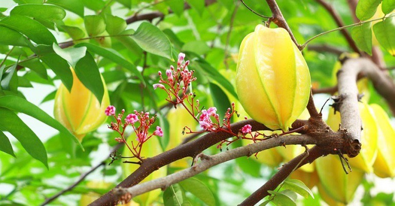 Hướng dẫn chi tiết cách trồng cây khế trong chậu cảnh đúng kỹ thuật