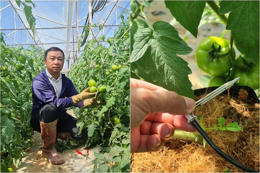 Nông nghiệp công nghệ cao ở Lâm Đồng: Nông dân chăm rau, trồng hoa bằng điện thoại thông minh