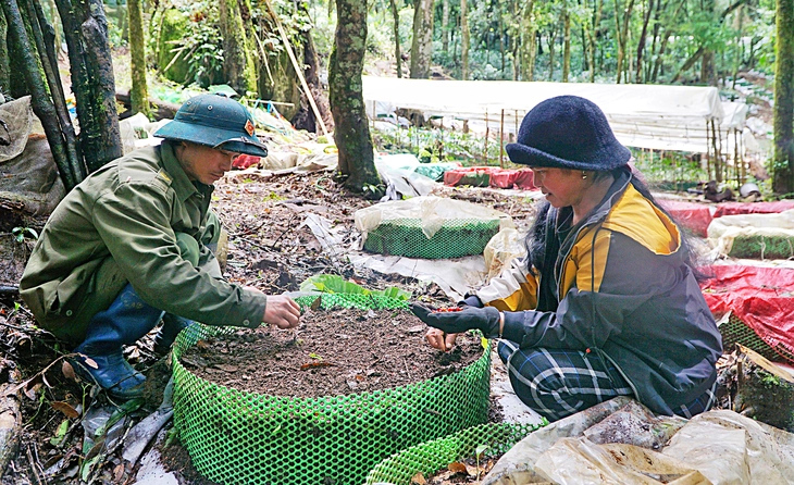 Sâm Ngọc Linh vào vụ: Mùa vàng của các bản làng vùng cao