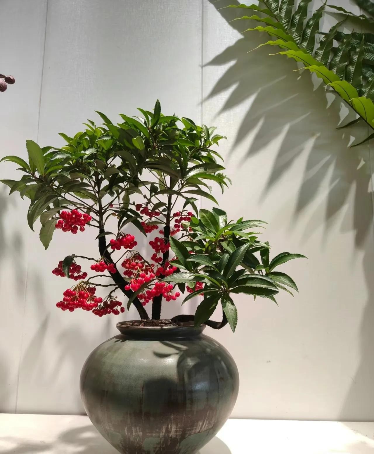 3 cây phong thủy cho ban công: Người trồng thì giàu, người bỏ lỡ thì tiếc cả đời