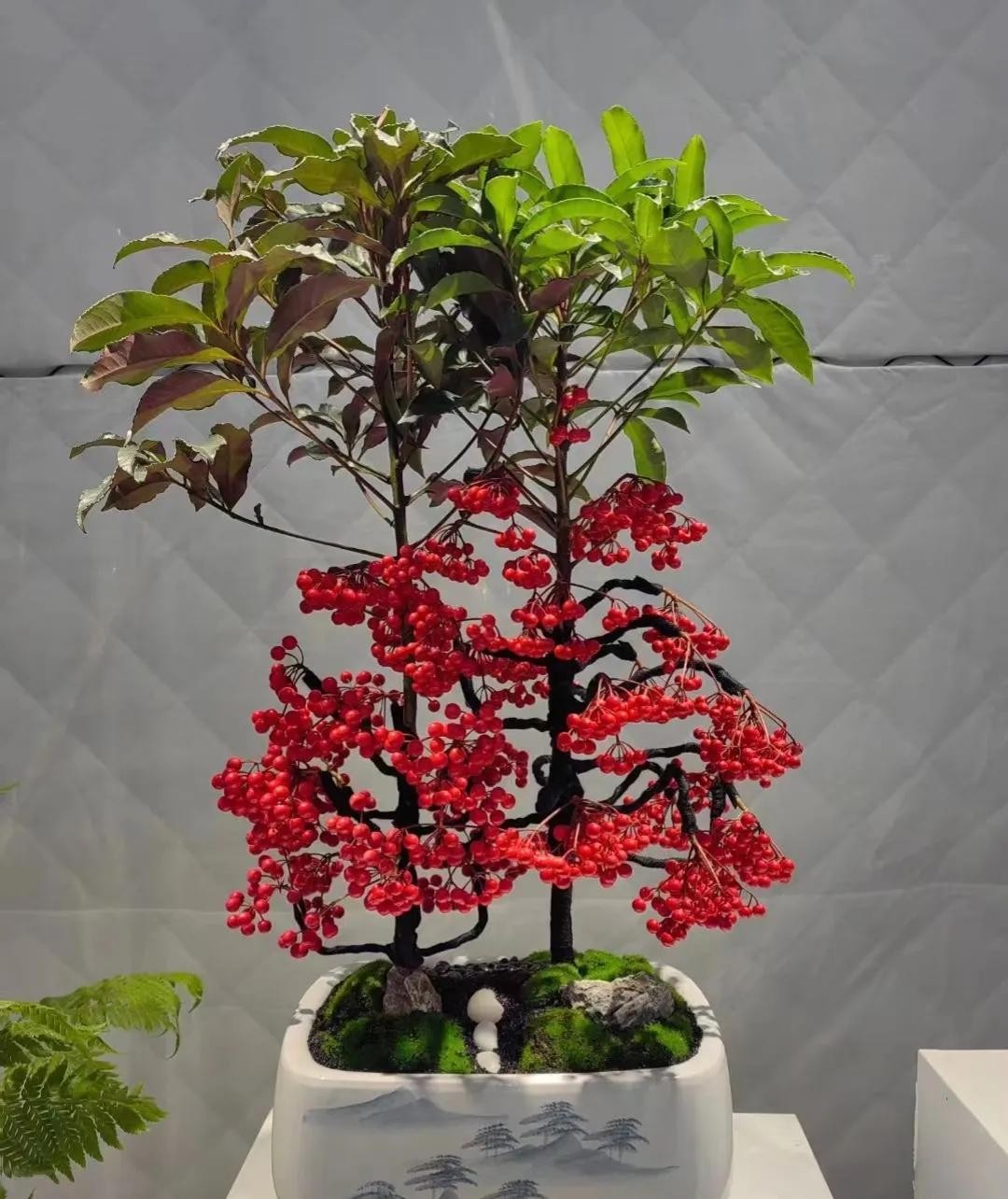 3 cây phong thủy cho ban công: Người trồng thì giàu, người bỏ lỡ thì tiếc cả đời