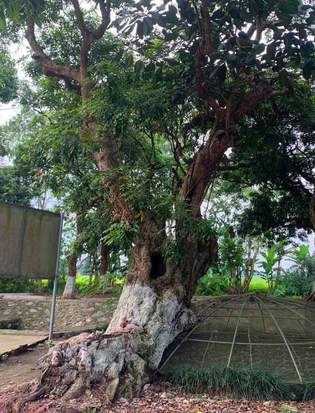 Ngỡ ngàng trước cây nhãn dáng rồng bay và cây thị cổ ở Hưng Yên