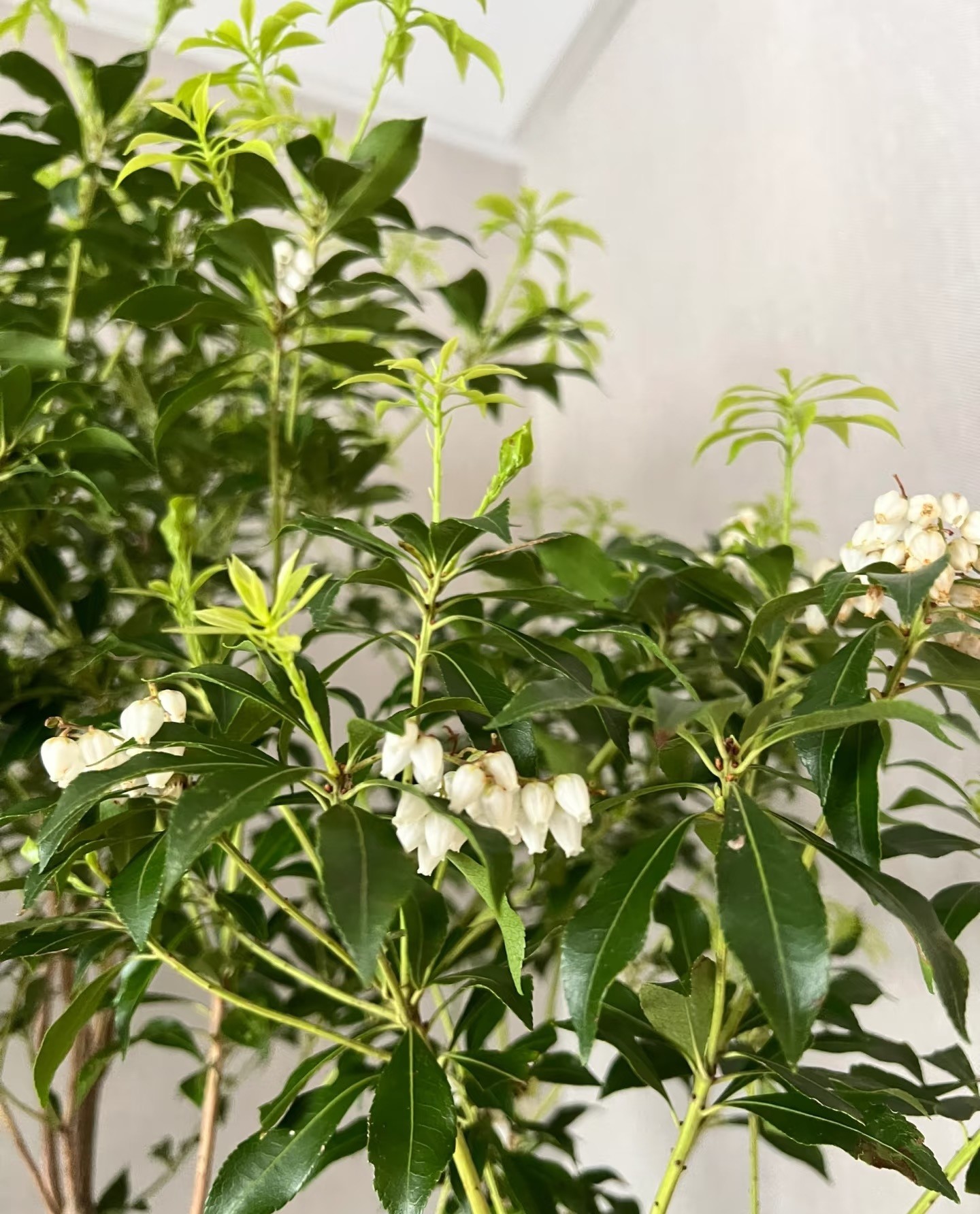 Cây cắm nước vẫn đẹp nửa năm, chỉ một cành cũng biến phòng thành khu rừng mini