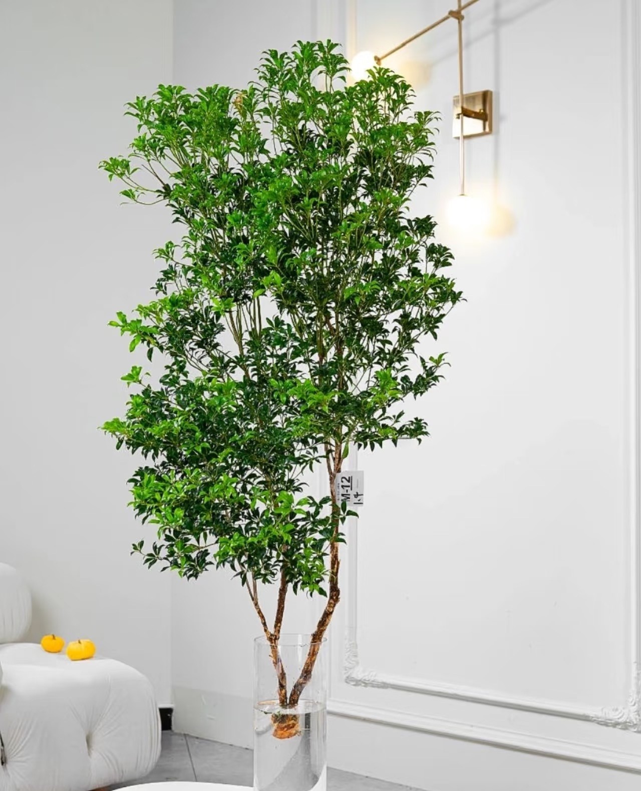 Cây cắm nước vẫn đẹp nửa năm, chỉ một cành cũng biến phòng thành khu rừng mini