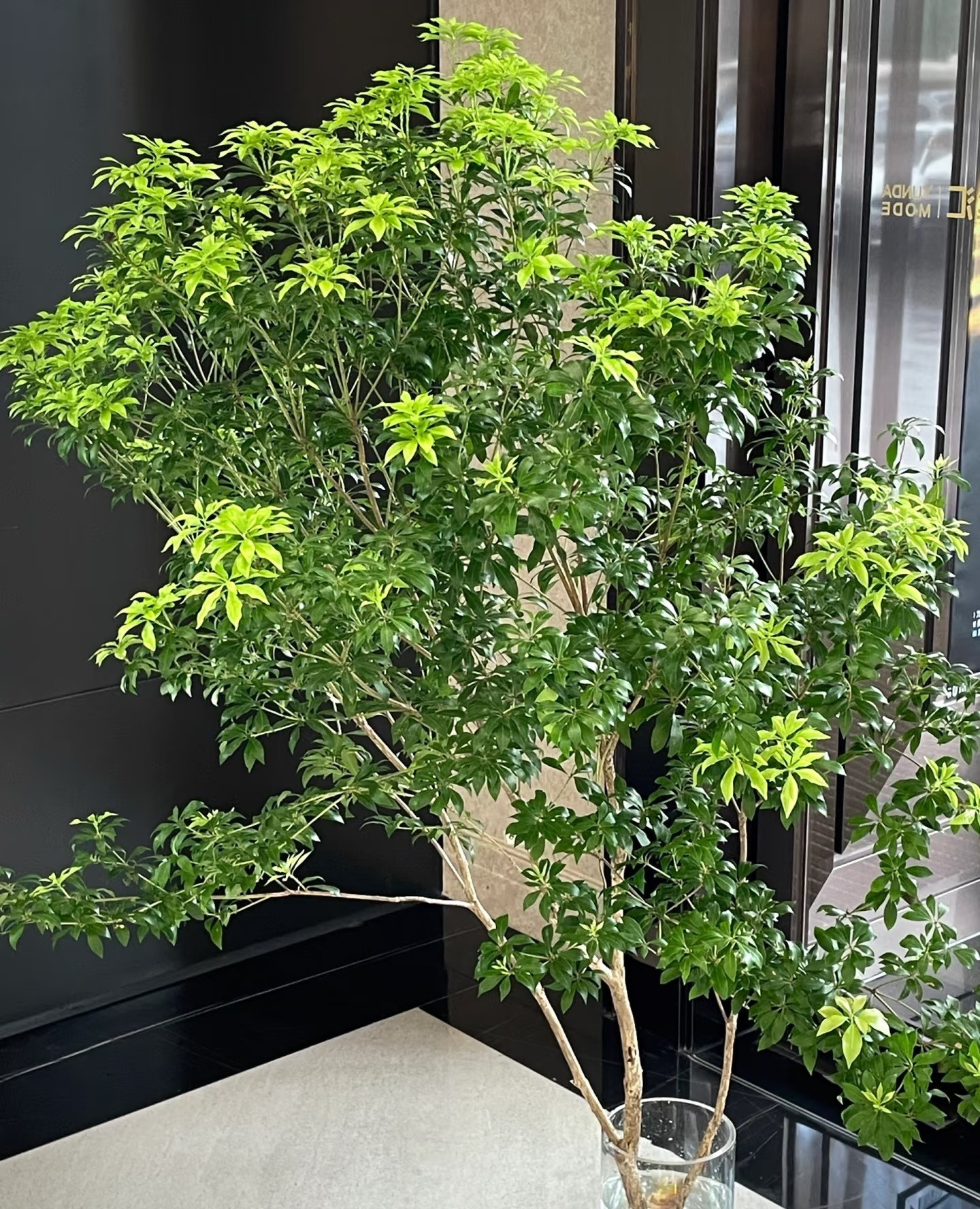Cây cắm nước vẫn đẹp nửa năm, chỉ một cành cũng biến phòng thành khu rừng mini