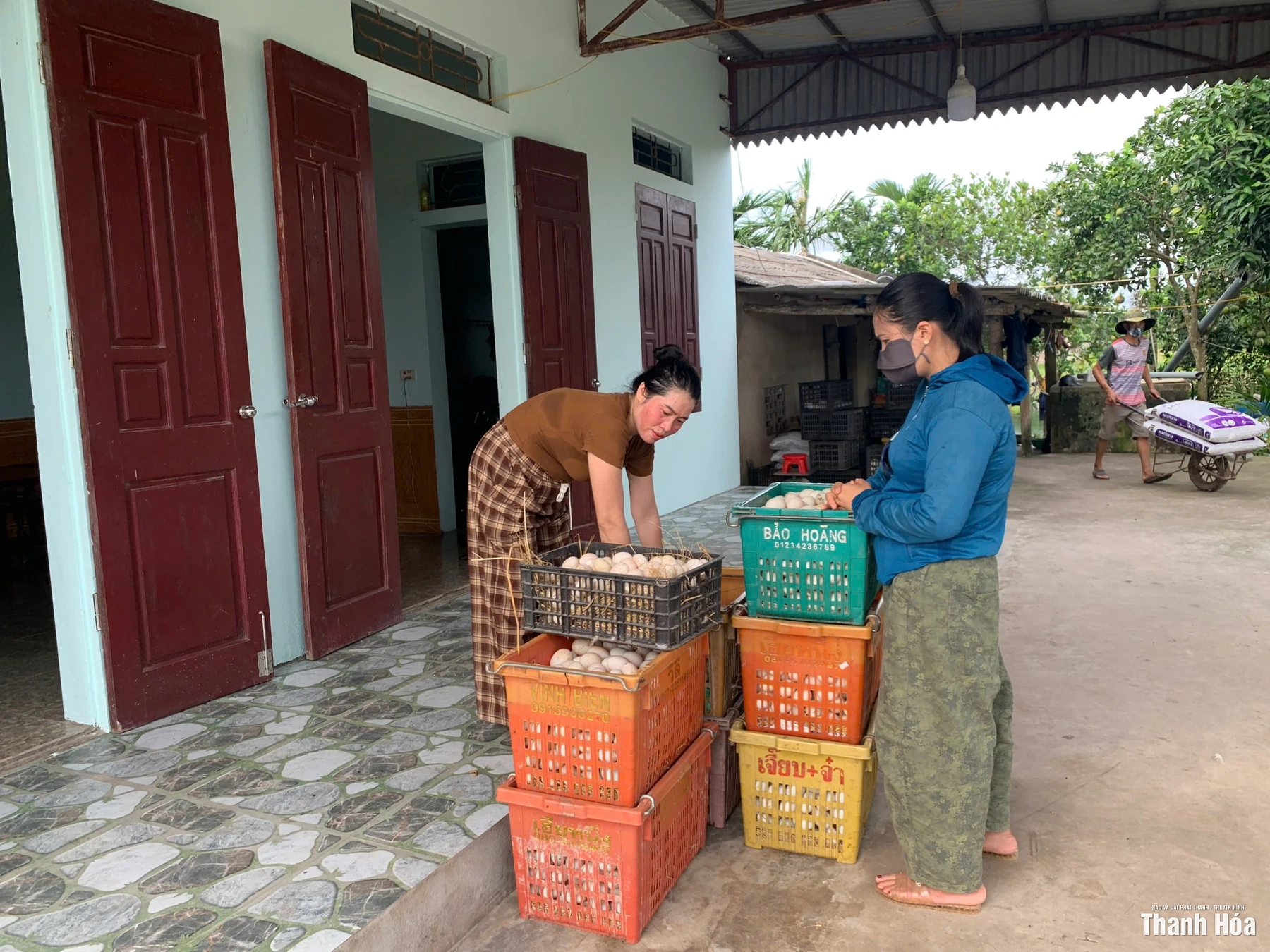 “Vua vịt” ở Thanh Hóa: Sở hữu đàn vịt 7.000 con, thu trăm triệu mỗi tháng