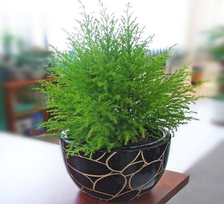Cây tùng: Cách trồng, chăm sóc và ý nghĩa phong thủy