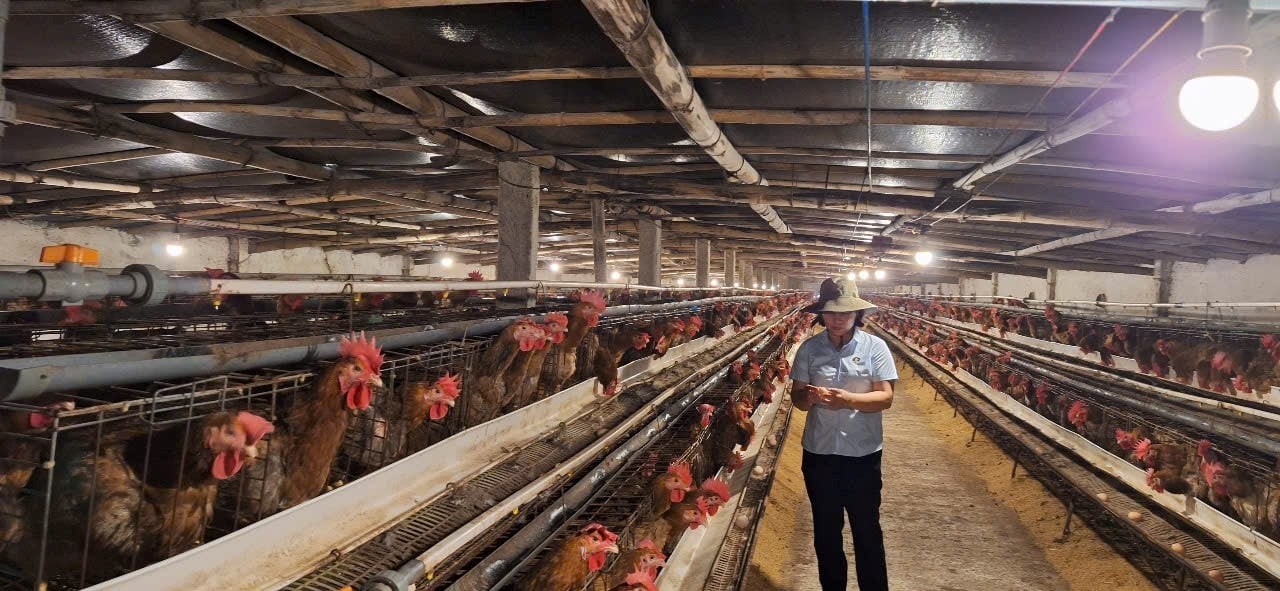 Nuôi gà theo quy trình VietGAHP, nông dân Hải Phòng thu lợi nhuận vượt trội