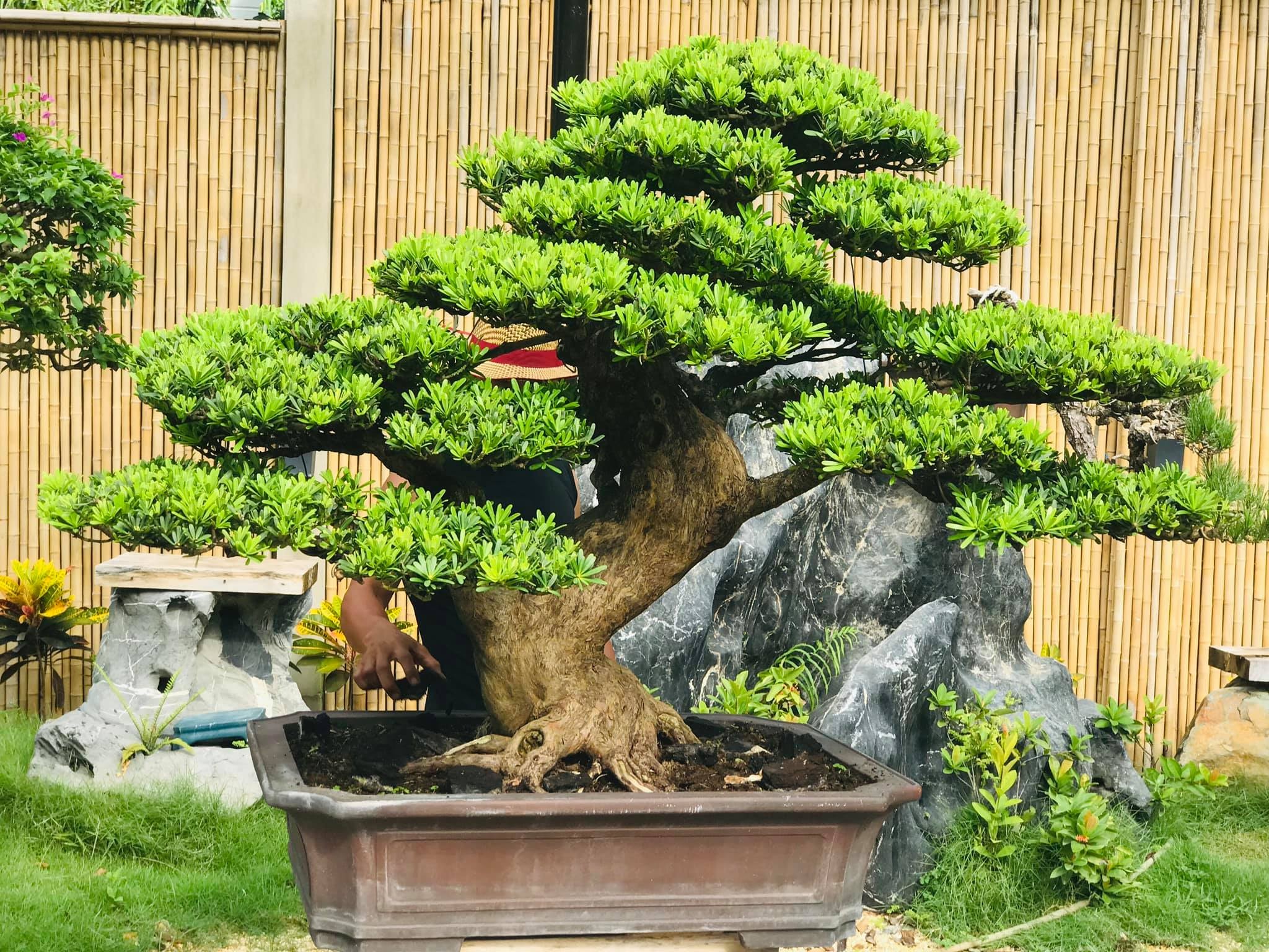 Cây tùng: Cách trồng, chăm sóc và ý nghĩa phong thủy