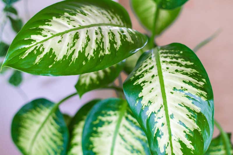 Cách trồng và ý nghĩa phong thủy của cây vạn niên thanh