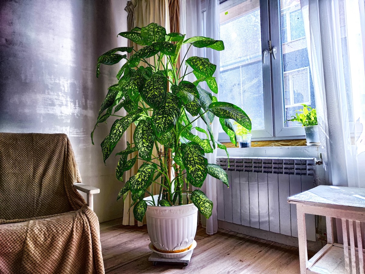 Cách trồng và ý nghĩa phong thủy của cây vạn niên thanh