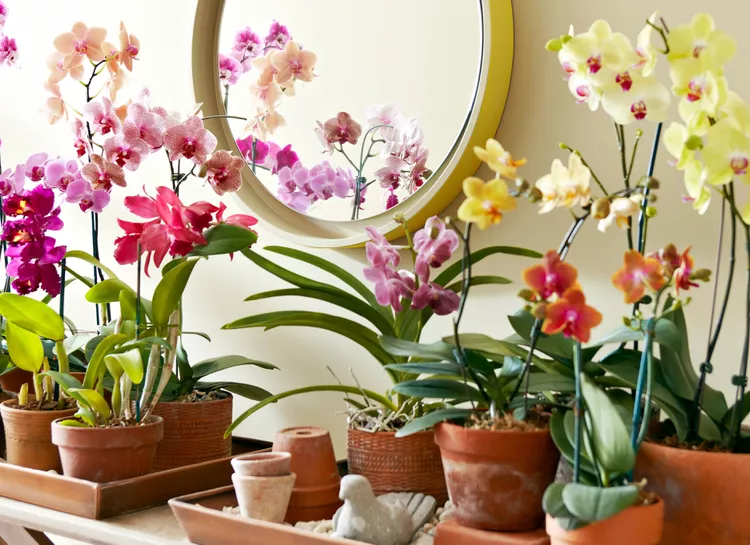 Cây lan hồ điệp: Cách trồng và ý nghĩa phong thủy