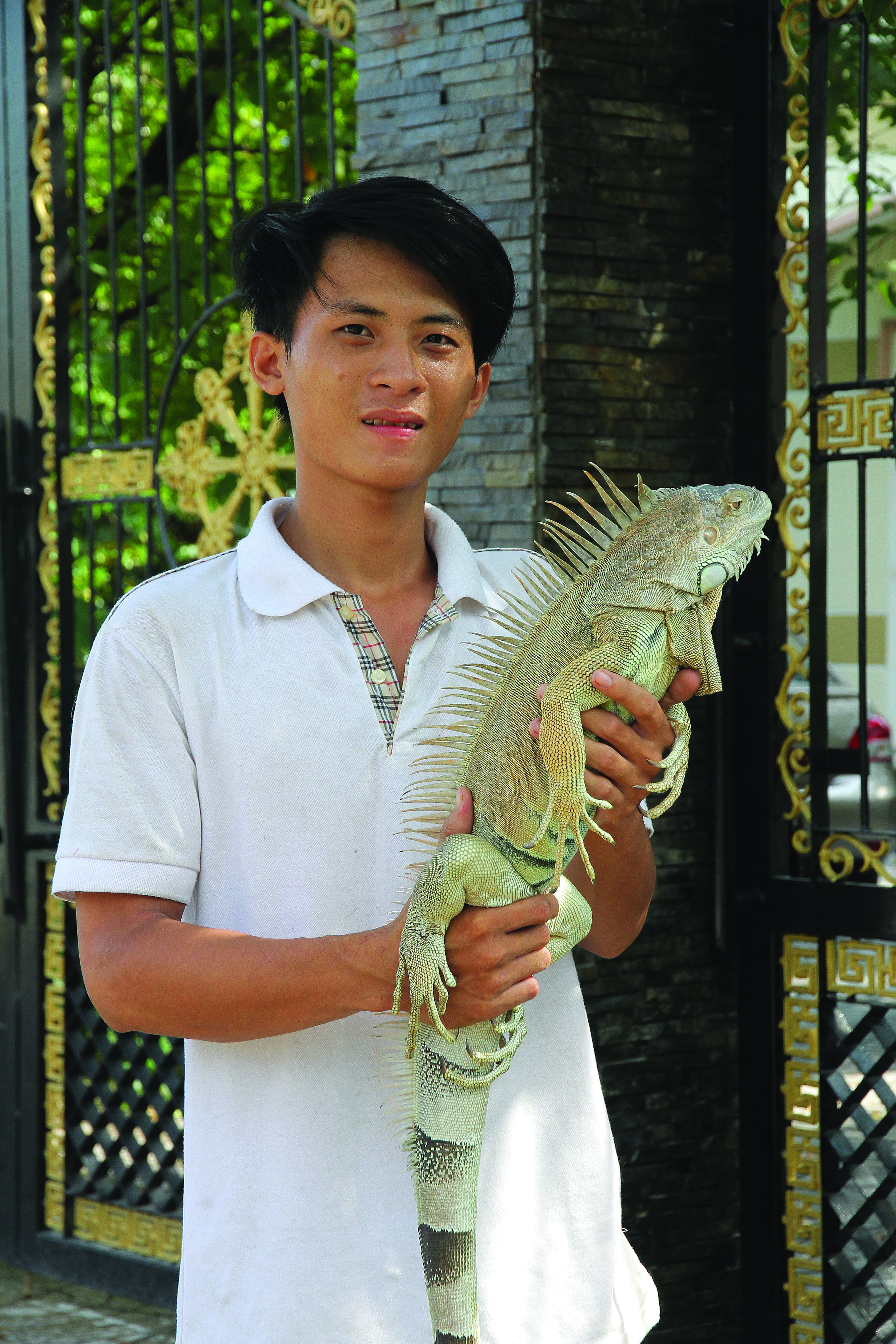 Rồng đất: Loài bò sát hiền lành, thân thiện