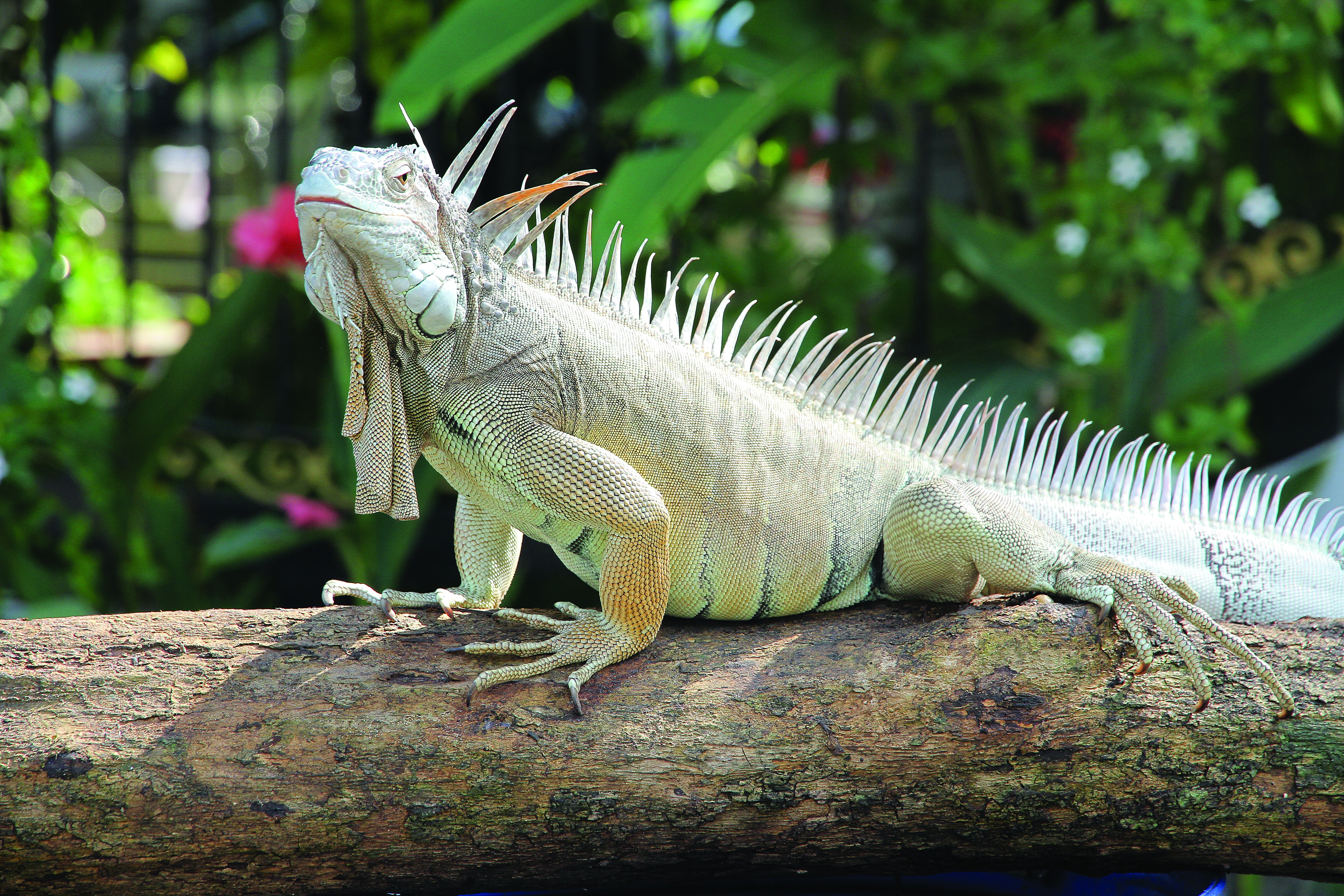 Rồng đất: Loài bò sát hiền lành, thân thiện