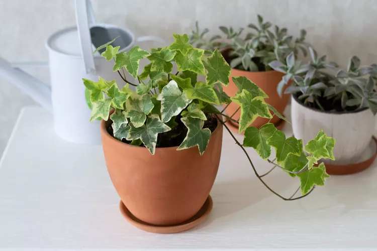 Cây thường xuân: Cách trồng và ý nghĩa phong thủy