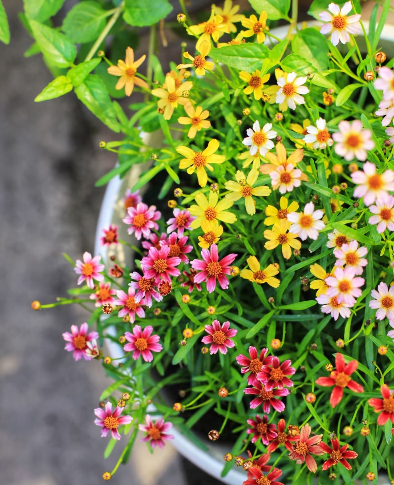 Loài hoa gần như “không có khuyết điểm”: Chịu nóng, chịu lạnh, nở đẹp suốt 8 tháng