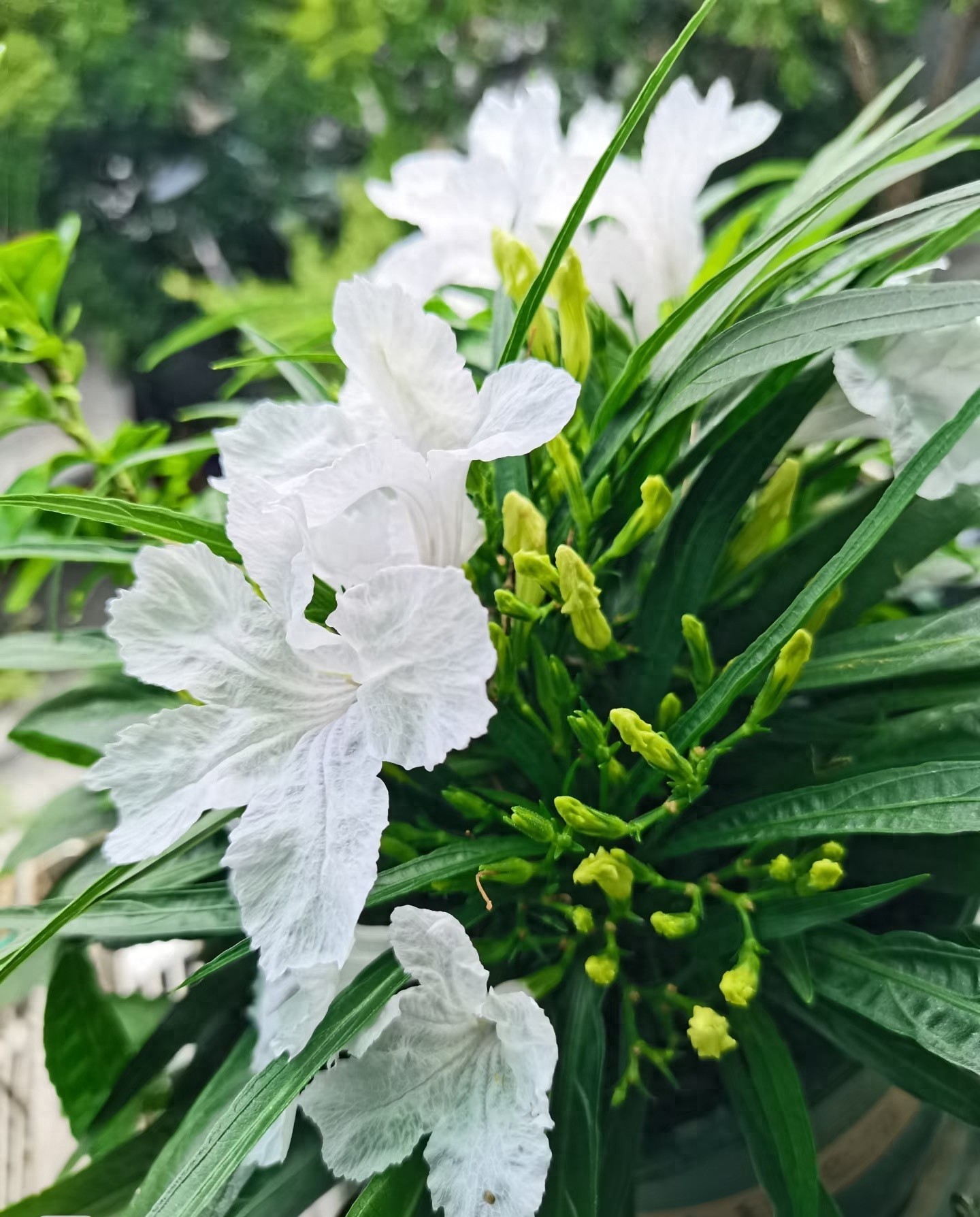 Loài hoa may mắn nở mãi không biết tàn, càng chăm càng có lộc