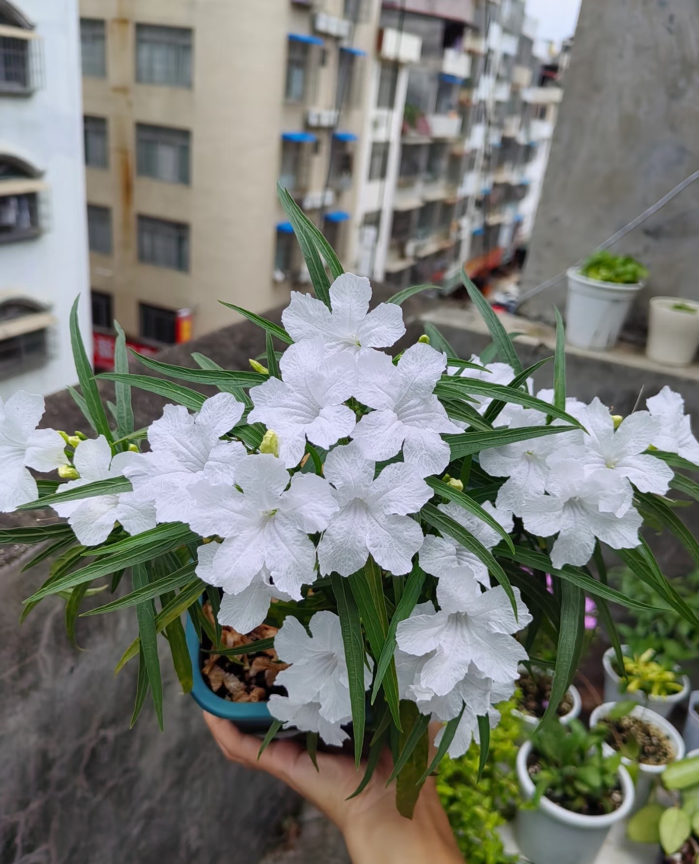 Loài hoa may mắn nở mãi không biết tàn, càng chăm càng có lộc
