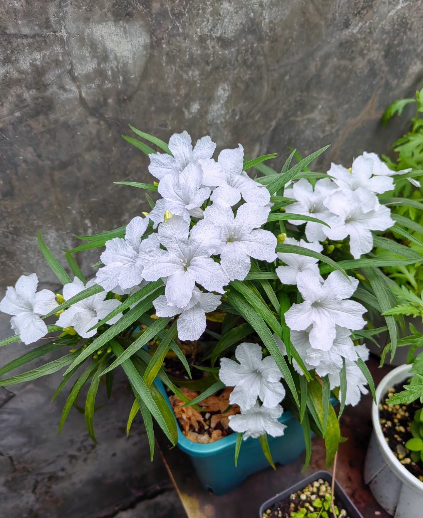 Loài hoa may mắn nở mãi không biết tàn, càng chăm càng có lộc