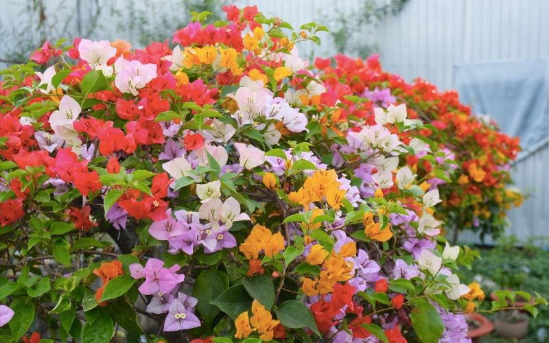 Tân trang sân vườn cuối năm: Chọn cây cảnh đẹp để rước tài lộc, đón xuân sang