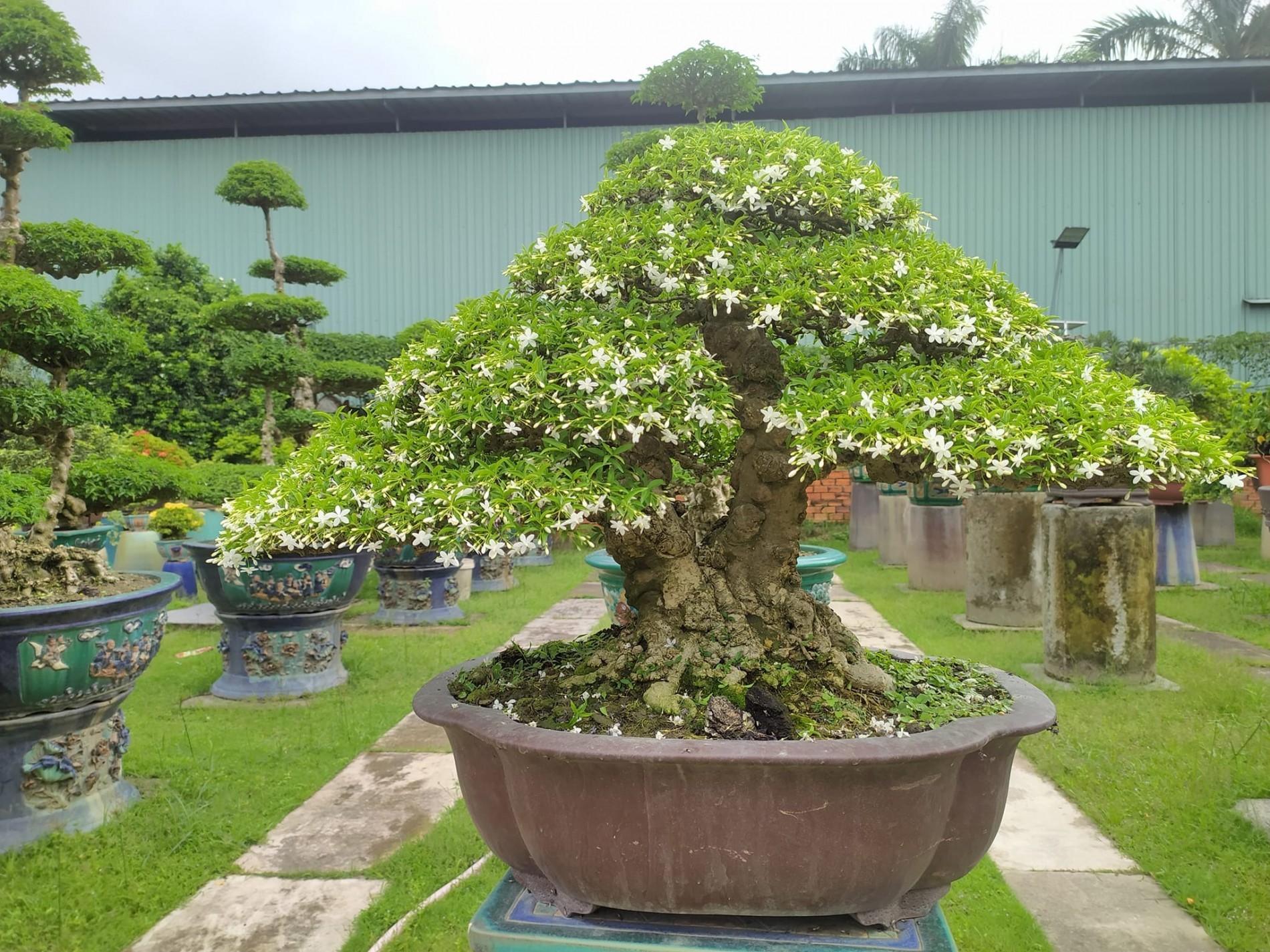 Tân trang sân vườn cuối năm: Chọn cây cảnh đẹp để rước tài lộc, đón xuân sang