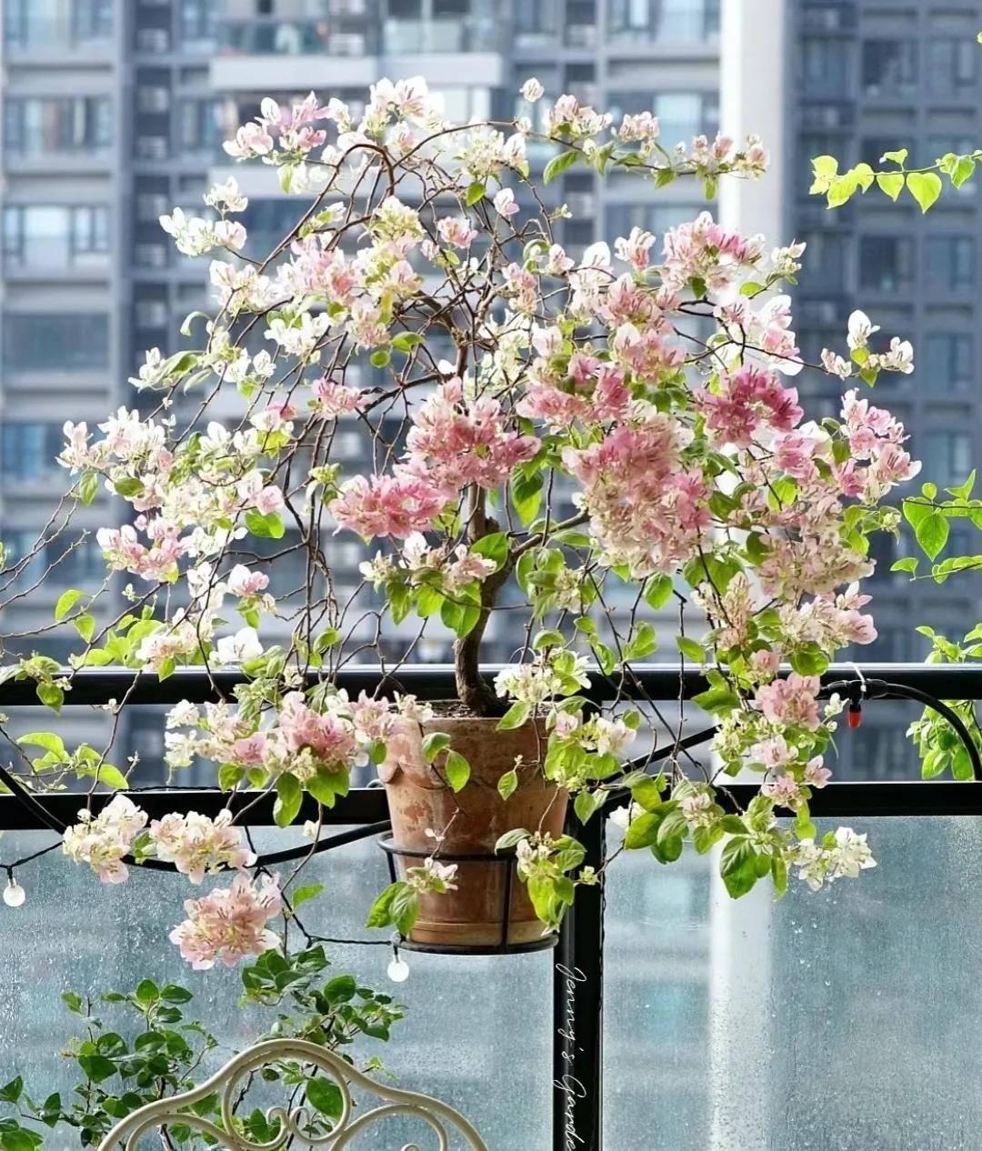 Ban công trồng 5 loại cây này, con cháu đời đời giàu có