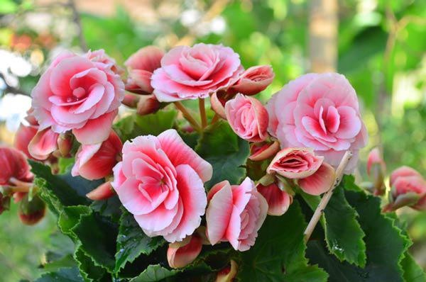 Hướng dẫn trồng thu hải đường tại nhà: Chăm cây đẹp – Đón tài lộc Hướng dẫn trồng thu hải đường tại nhà: Chăm cây đẹp – Đón tài lộc