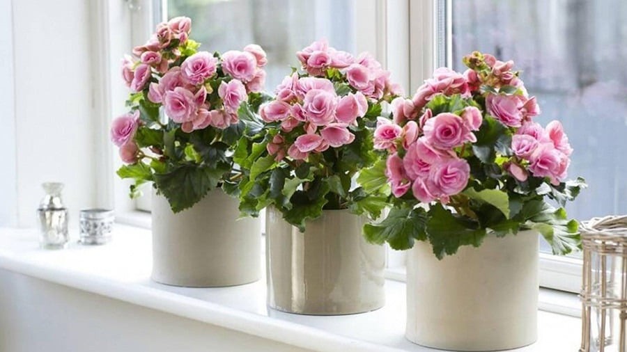Hướng dẫn trồng thu hải đường tại nhà: Chăm cây đẹp – Đón tài lộc Hướng dẫn trồng thu hải đường tại nhà: Chăm cây đẹp – Đón tài lộc