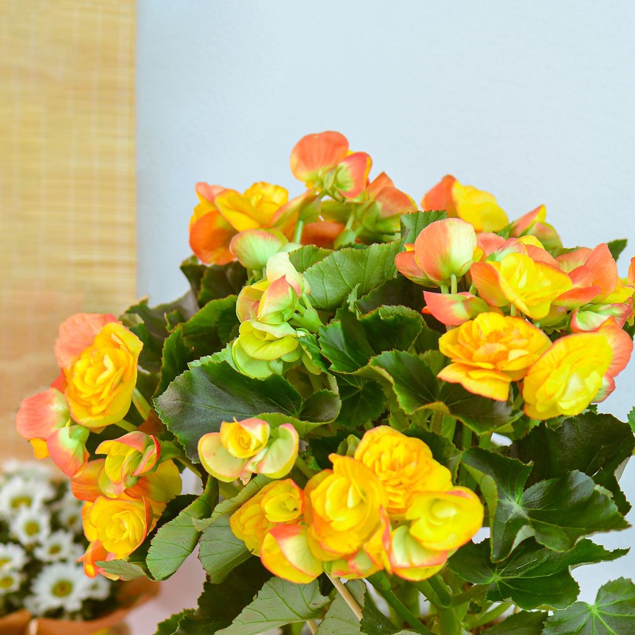 Hướng dẫn trồng thu hải đường tại nhà: Chăm cây đẹp – Đón tài lộc Hướng dẫn trồng thu hải đường tại nhà: Chăm cây đẹp – Đón tài lộc