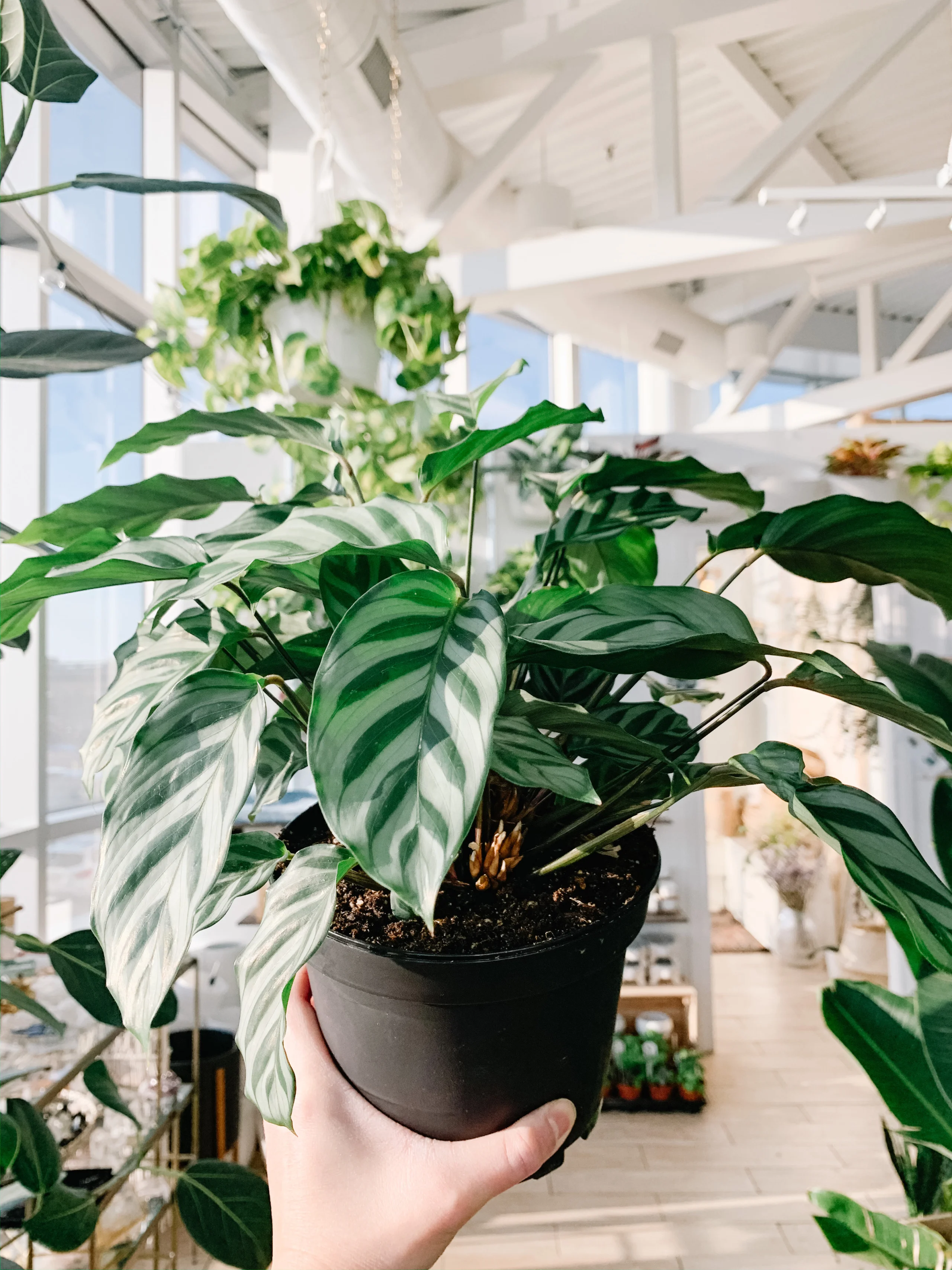 Cây đuôi công – “bùa may mắn” trong nhà giúp tăng vận khí, thu hút tài lộc Cây đuôi công – “bùa may mắn” trong nhà giúp tăng vận khí, thu hút tài lộc