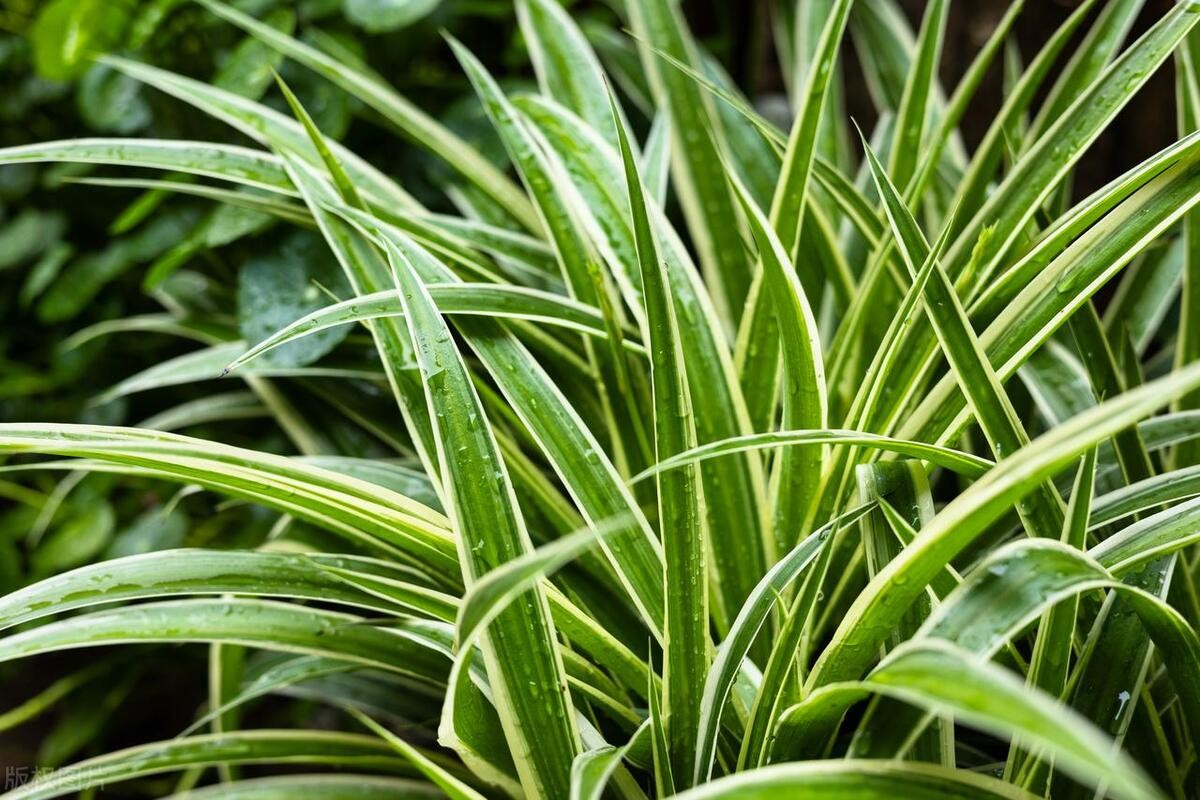 Loại cây ai từng trồng cũng mê, đặt đâu cũng hợp, càng để lâu càng xanh tốt Loại cây ai từng trồng cũng mê, đặt đâu cũng hợp, càng để lâu càng xanh tốt