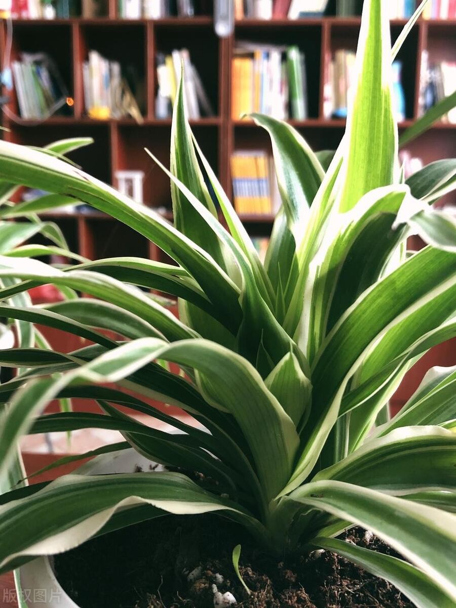 Loại cây ai từng trồng cũng mê, đặt đâu cũng hợp, càng để lâu càng xanh tốt Loại cây ai từng trồng cũng mê, đặt đâu cũng hợp, càng để lâu càng xanh tốt