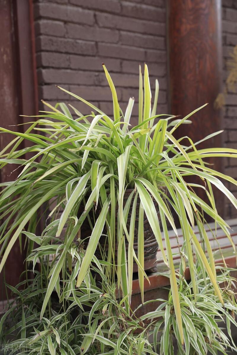 Loại cây ai từng trồng cũng mê, đặt đâu cũng hợp, càng để lâu càng xanh tốt Loại cây ai từng trồng cũng mê, đặt đâu cũng hợp, càng để lâu càng xanh tốt