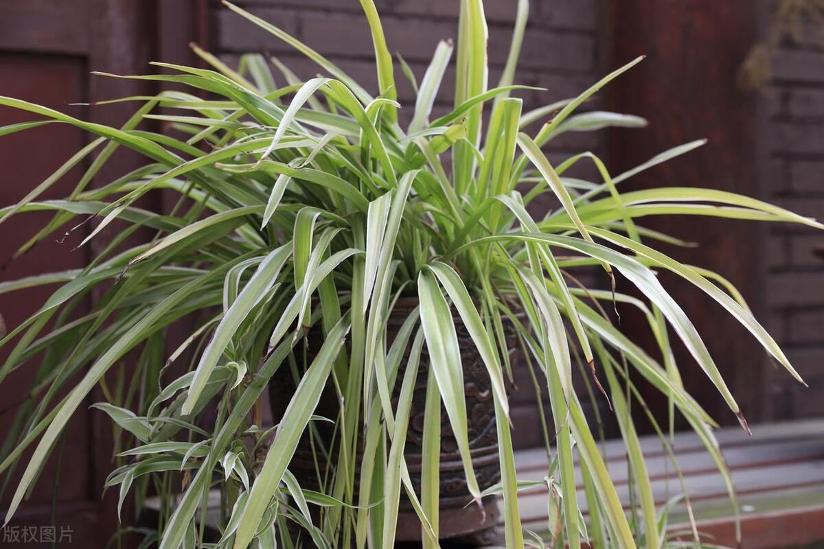 Loại cây ai từng trồng cũng mê, đặt đâu cũng hợp, càng để lâu càng xanh tốt Loại cây ai từng trồng cũng mê, đặt đâu cũng hợp, càng để lâu càng xanh tốt