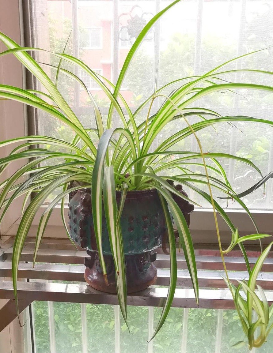 Loại cây ai từng trồng cũng mê, đặt đâu cũng hợp, càng để lâu càng xanh tốt Loại cây ai từng trồng cũng mê, đặt đâu cũng hợp, càng để lâu càng xanh tốt