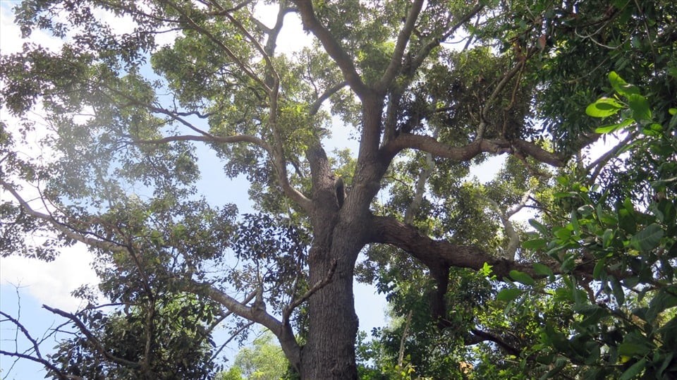 Loài cây cổ thụ có trong Sách Đỏ hiếm bậc nhất thế giới, chỉ Việt Nam mới có