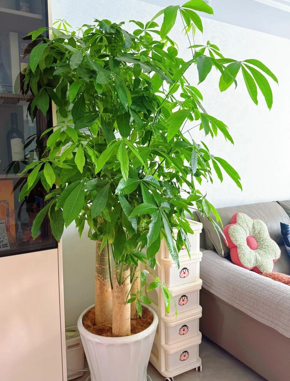 Phòng khách có cây, mười nhà thì chín nhà phát lộc”, gia đình giàu có đều yêu thích trồng 6 loại cây này!