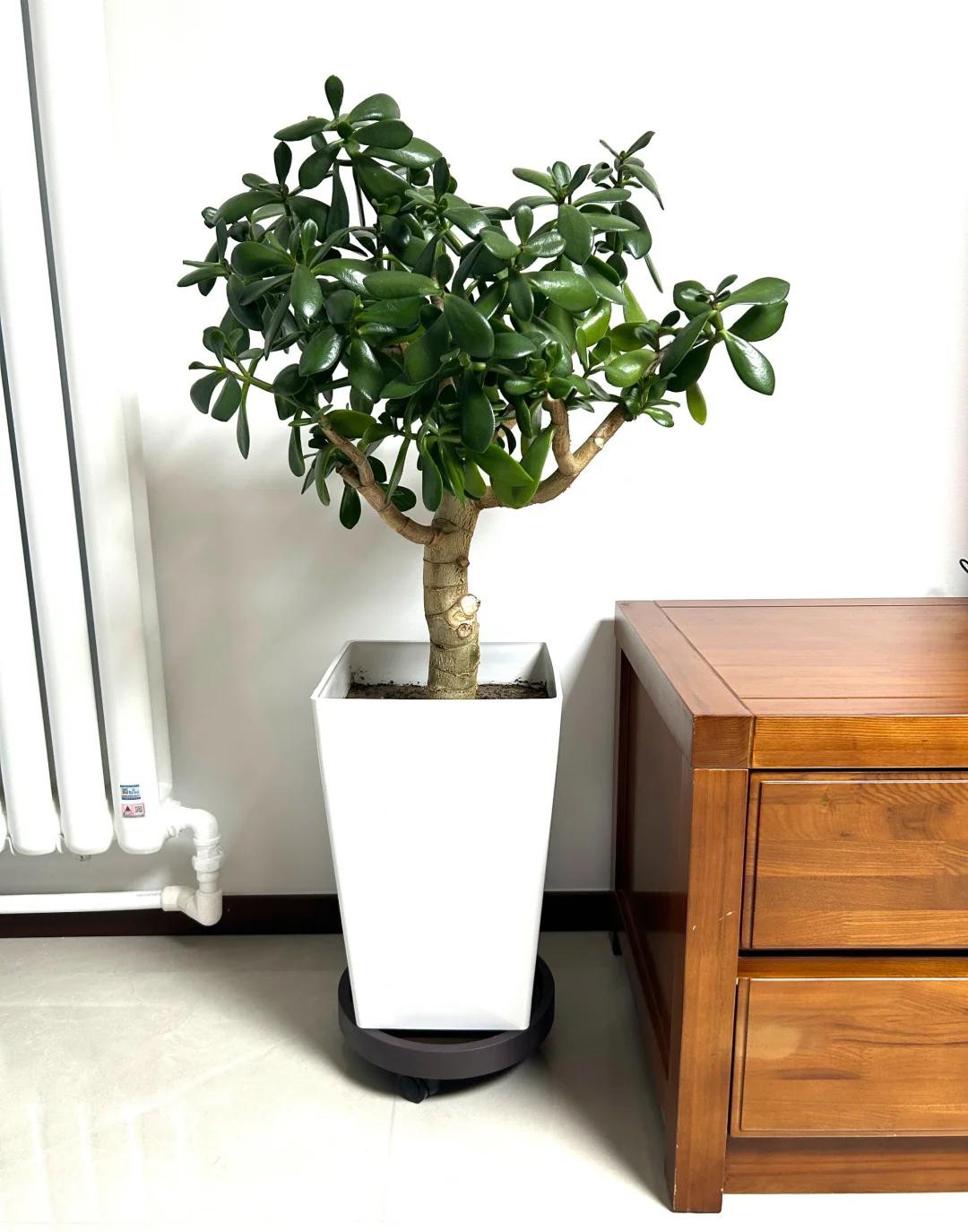 Phòng khách có cây, mười nhà thì chín nhà phát lộc”, gia đình giàu có đều yêu thích trồng 6 loại cây này!