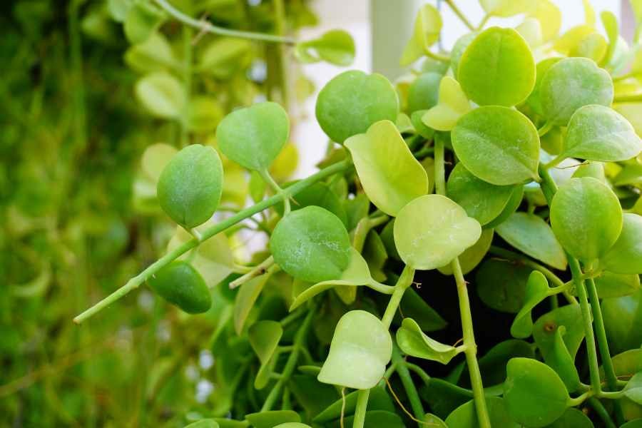 Cây Đô la: Ý nghĩa phong thủy, cách trồng và hướng dẫn chăm sóc Cây Đô la: Ý nghĩa phong thủy, cách trồng và hướng dẫn chăm sóc