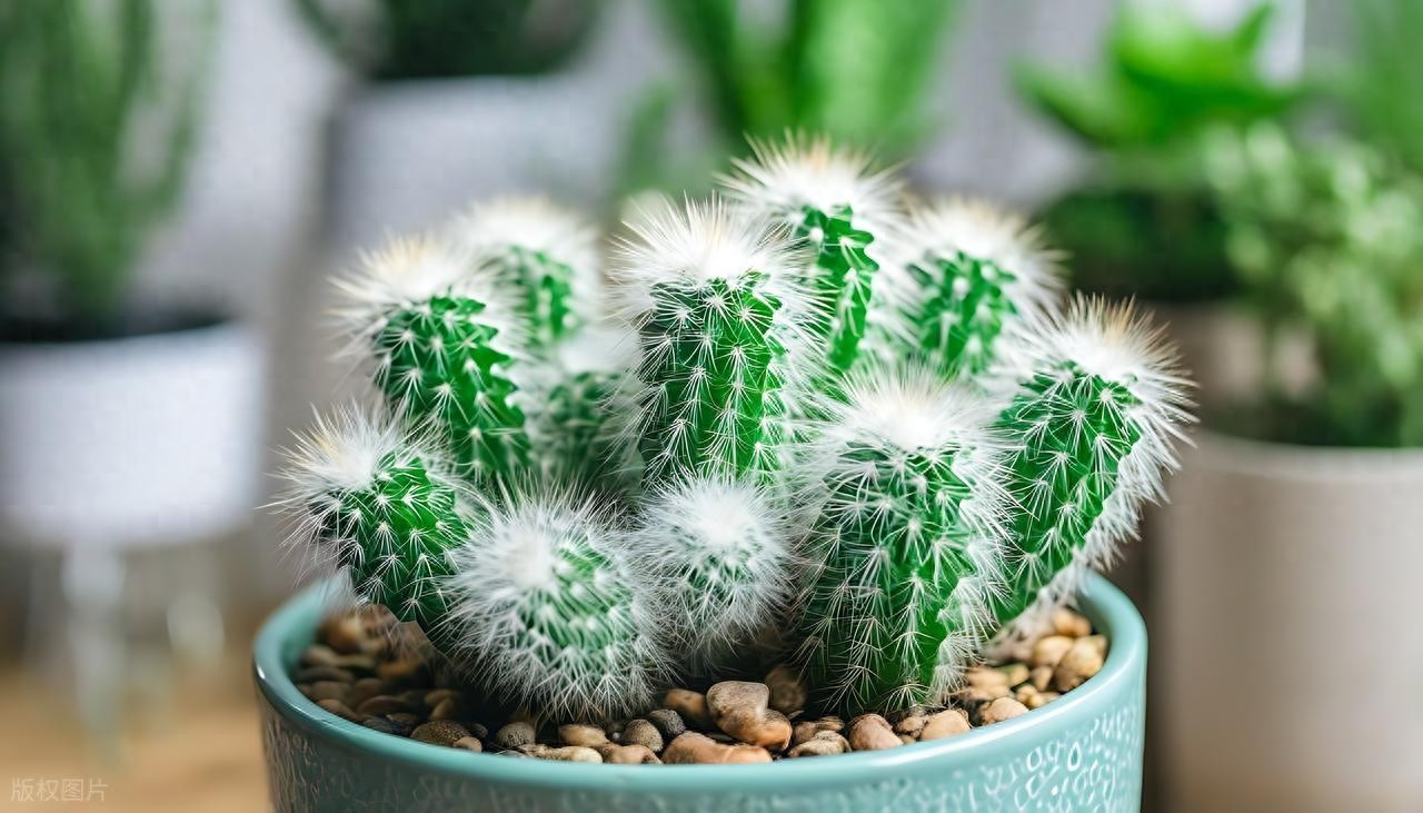 Những loại cây văn phòng tuyệt đối không nên đặt nơi làm việc Những loại cây văn phòng tuyệt đối không nên đặt nơi làm việc