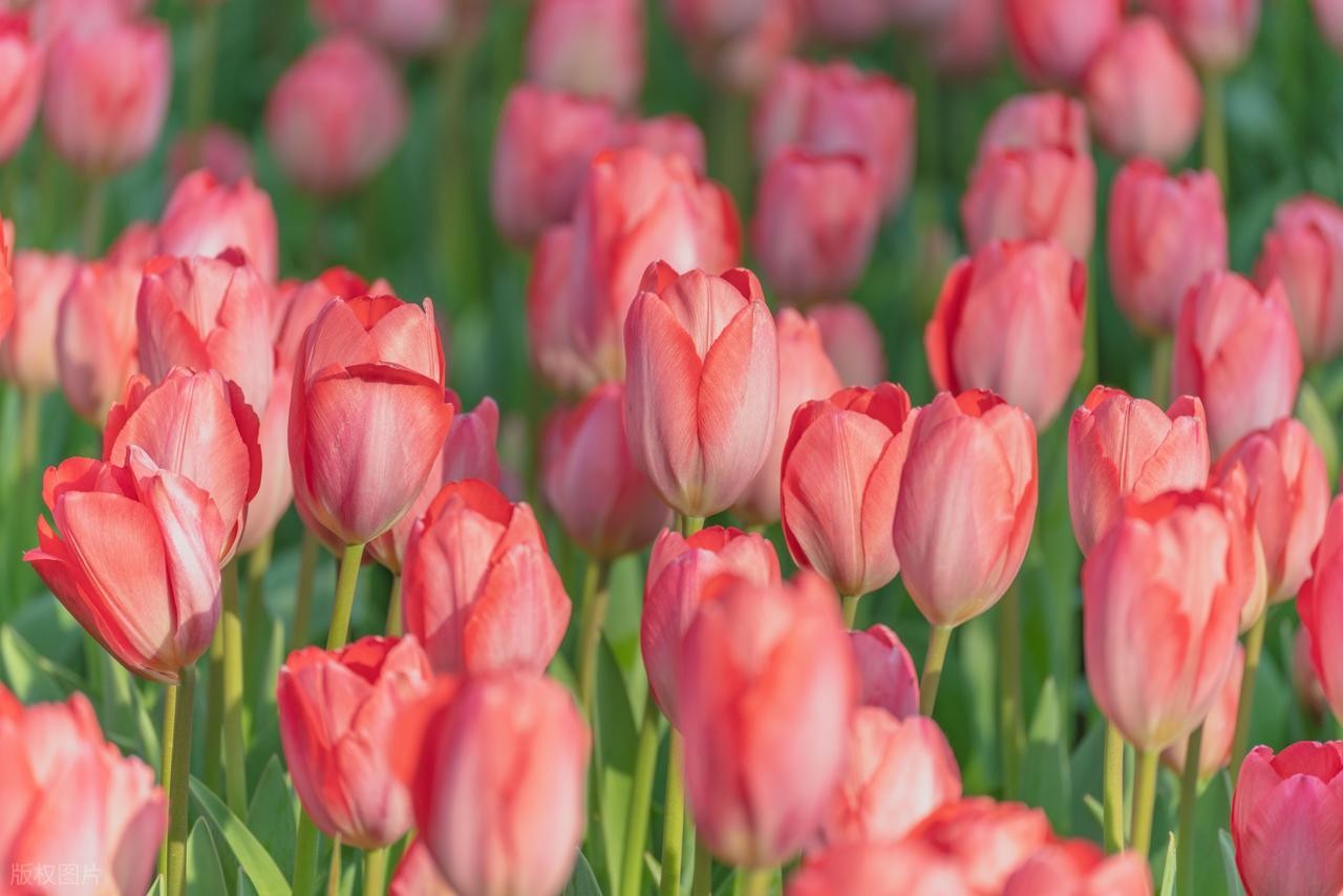 Những loại cây văn phòng tuyệt đối không nên đặt nơi làm việc Những loại cây văn phòng tuyệt đối không nên đặt nơi làm việc