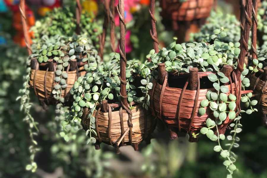 Cây Đô la: Ý nghĩa phong thủy, cách trồng và hướng dẫn chăm sóc Cây Đô la: Ý nghĩa phong thủy, cách trồng và hướng dẫn chăm sóc