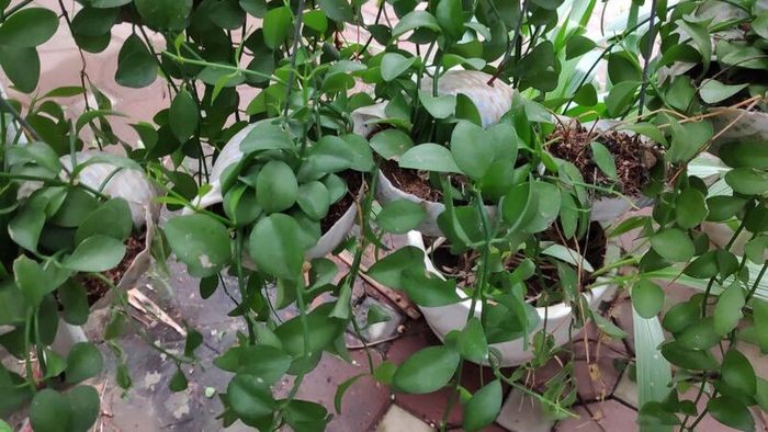 Cây Đô la: Ý nghĩa phong thủy, cách trồng và hướng dẫn chăm sóc Cây Đô la: Ý nghĩa phong thủy, cách trồng và hướng dẫn chăm sóc