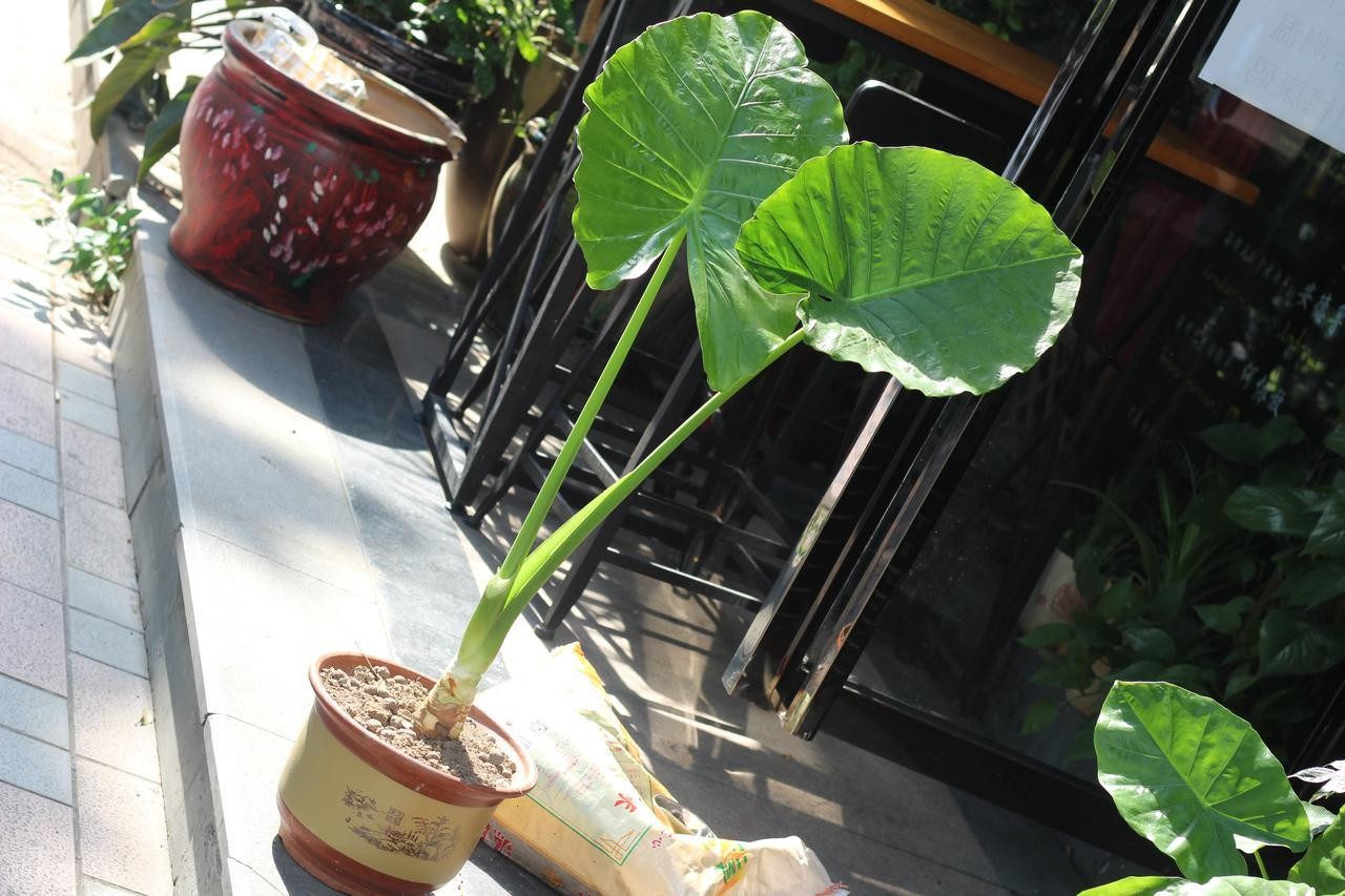 Những loại cây văn phòng tuyệt đối không nên đặt nơi làm việc Những loại cây văn phòng tuyệt đối không nên đặt nơi làm việc