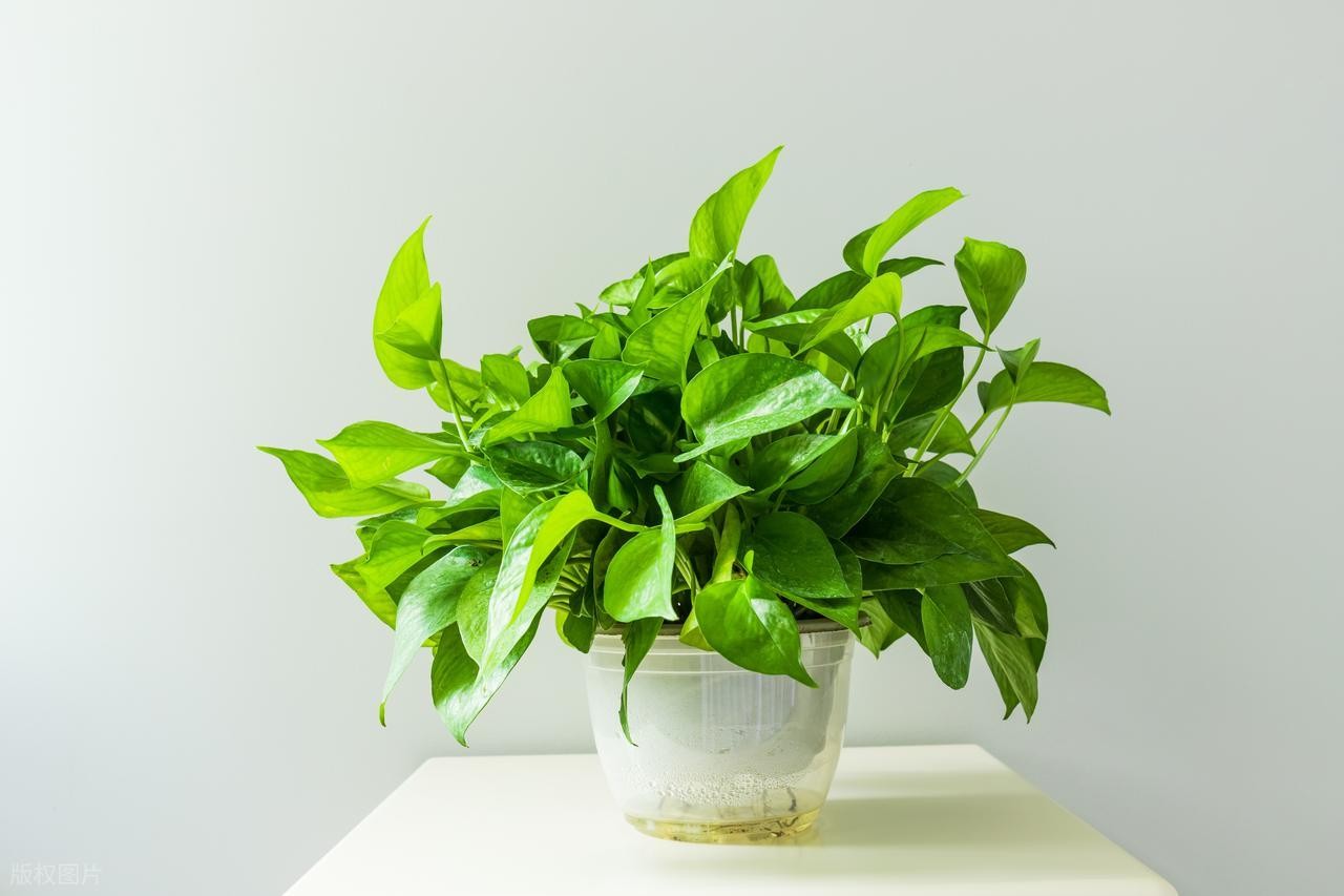 Những loại cây văn phòng tuyệt đối không nên đặt nơi làm việc Những loại cây văn phòng tuyệt đối không nên đặt nơi làm việc