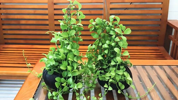 Cây Đô la: Ý nghĩa phong thủy, cách trồng và hướng dẫn chăm sóc Cây Đô la: Ý nghĩa phong thủy, cách trồng và hướng dẫn chăm sóc