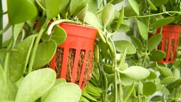 Cây Đô la: Ý nghĩa phong thủy, cách trồng và hướng dẫn chăm sóc Cây Đô la: Ý nghĩa phong thủy, cách trồng và hướng dẫn chăm sóc