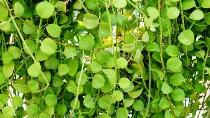 Cây Đô la: Ý nghĩa phong thủy, cách trồng và hướng dẫn chăm sóc Cây Đô la: Ý nghĩa phong thủy, cách trồng và hướng dẫn chăm sóc