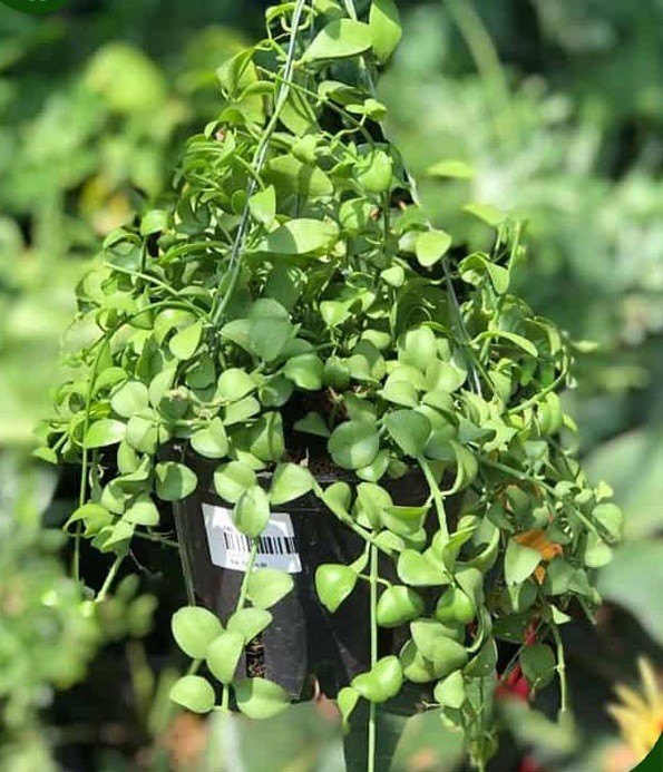 Cây Đô la: Ý nghĩa phong thủy, cách trồng và hướng dẫn chăm sóc Cây Đô la: Ý nghĩa phong thủy, cách trồng và hướng dẫn chăm sóc