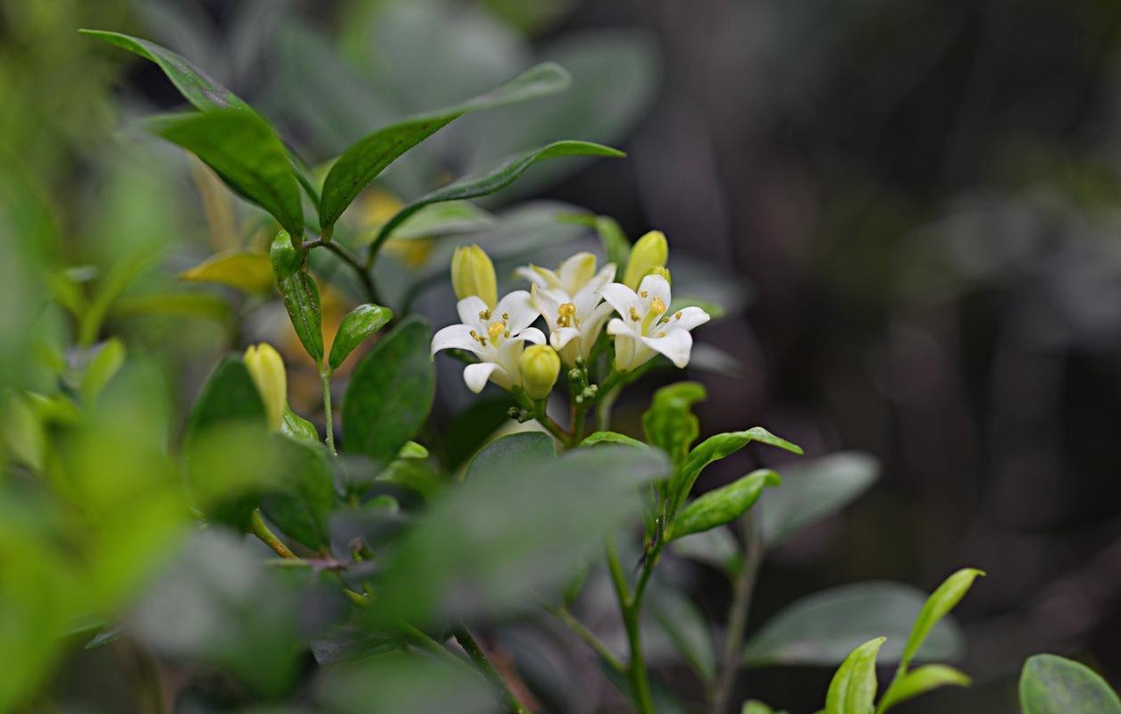 Những loại cây văn phòng tuyệt đối không nên đặt nơi làm việc Những loại cây văn phòng tuyệt đối không nên đặt nơi làm việc